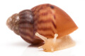 Lissachatina immaculata panthera leucistic juvenil